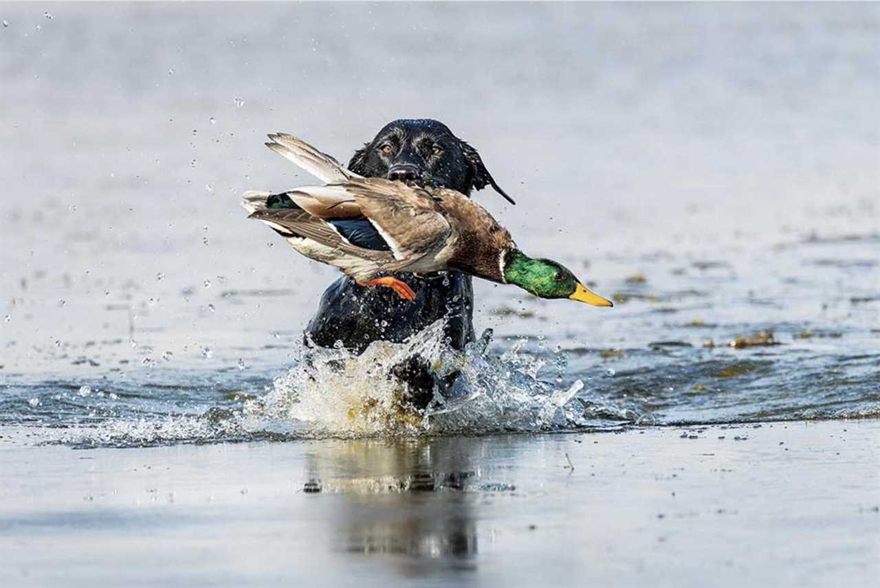 Black Lab with mallard