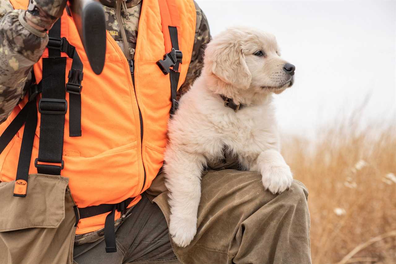 golden retriever puppy in field