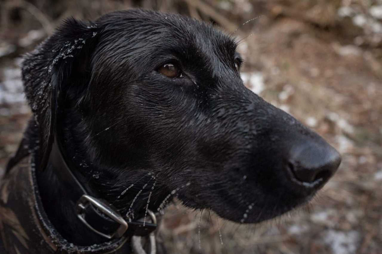 black lab close-up