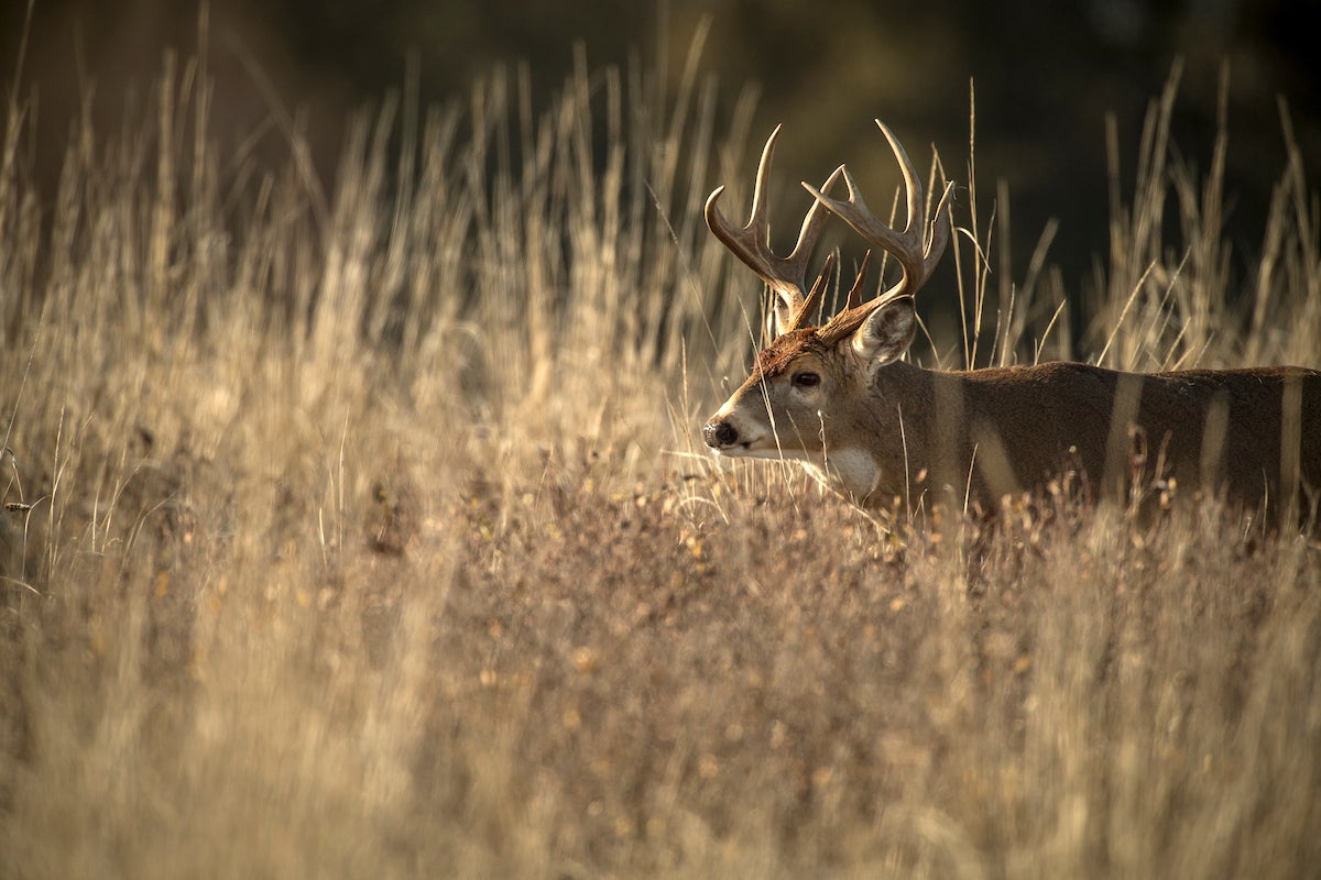 whitetail deer knockdown power