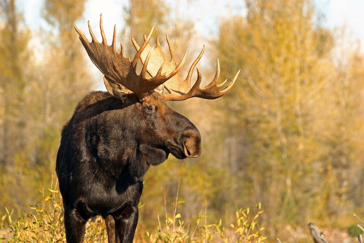 bull moose