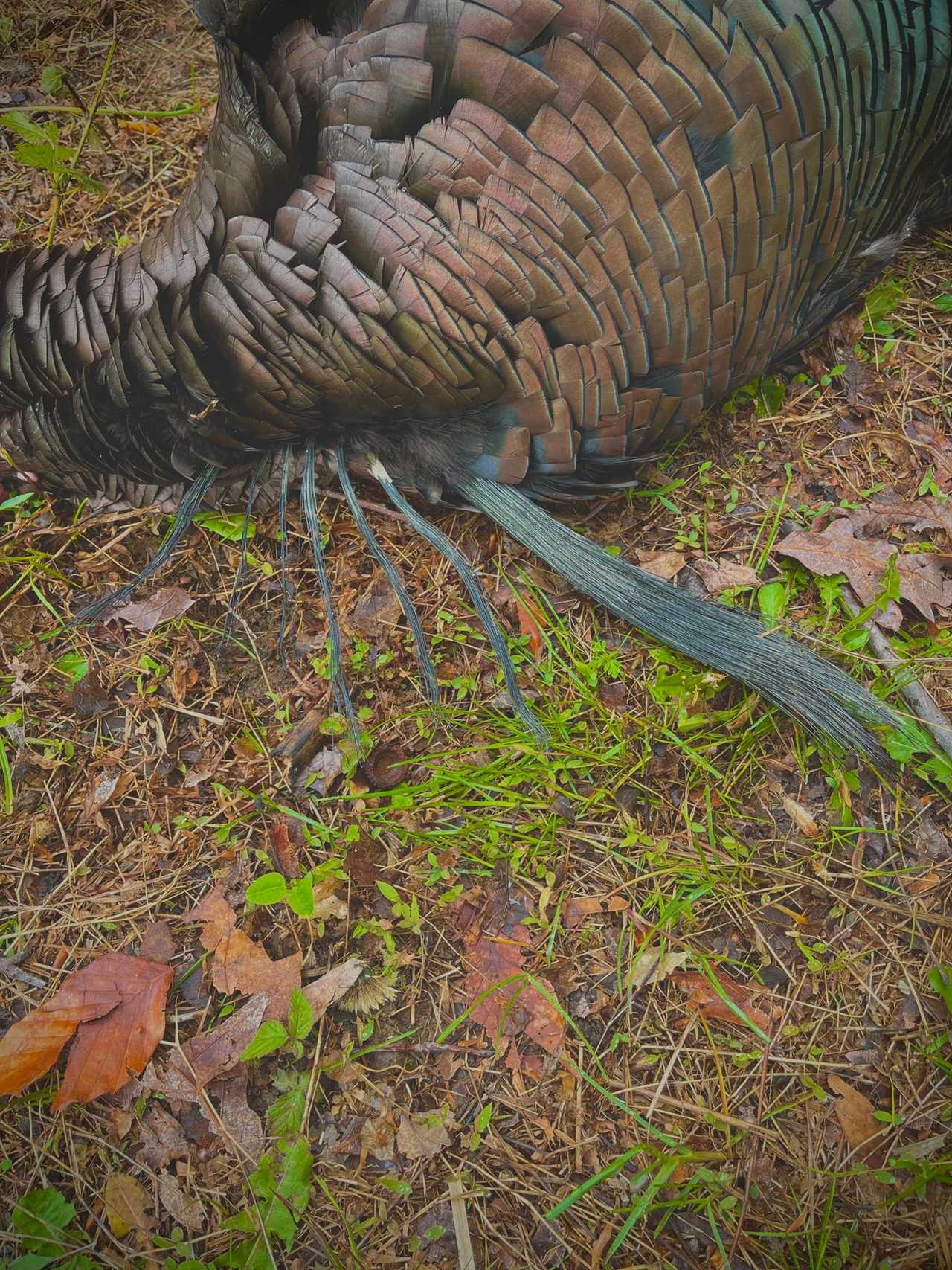 tennessee seven-bearded gobbler