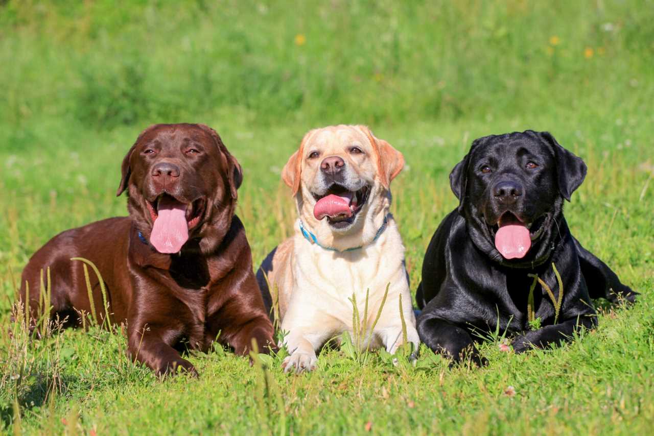 labrador retriever colors