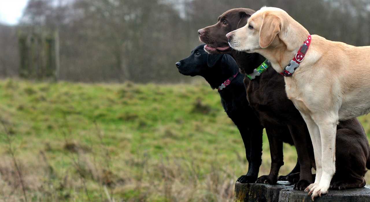 Three traditional AKC coat colors for Labradors.