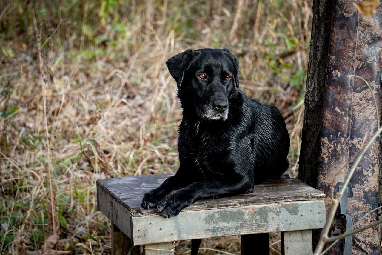 A black Lab sits on a platform.