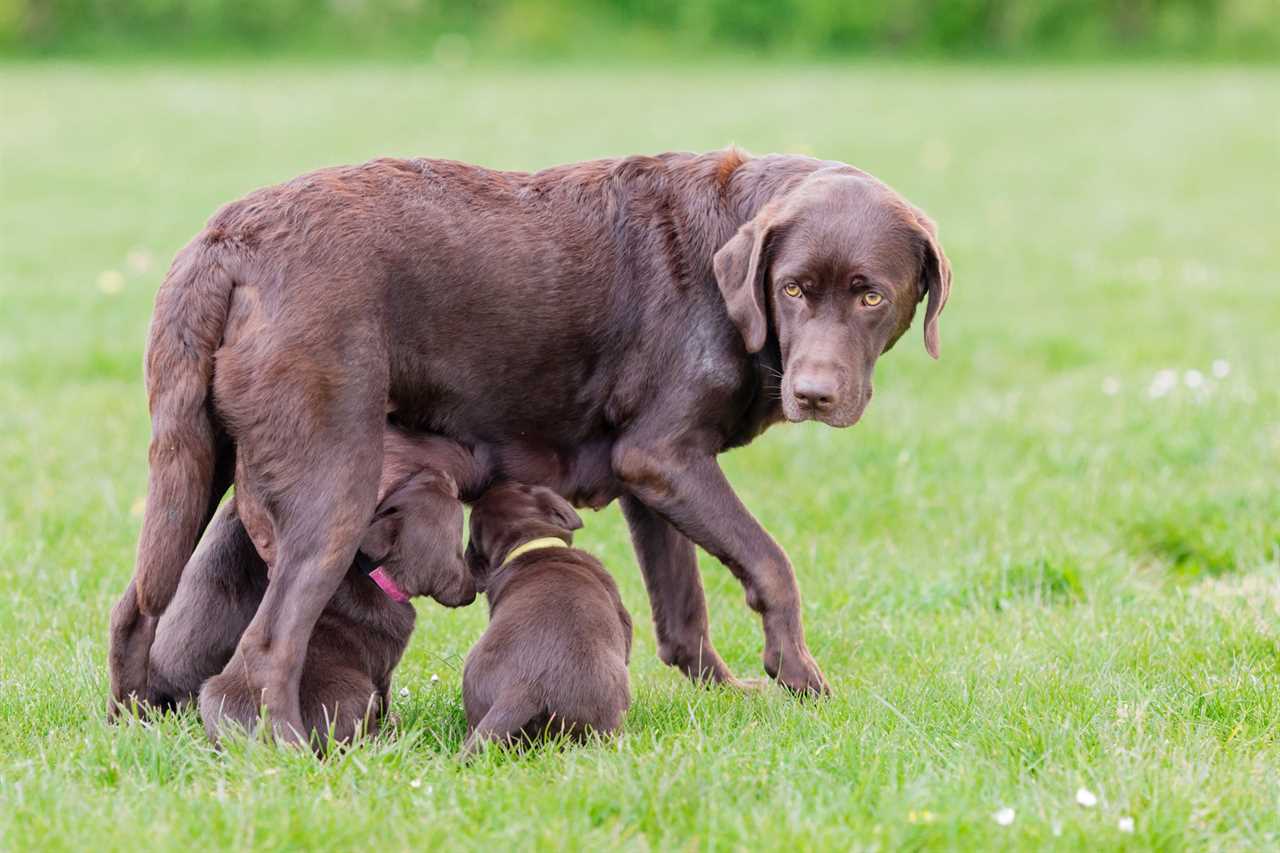 A female hocolate Lab nurses her pups.