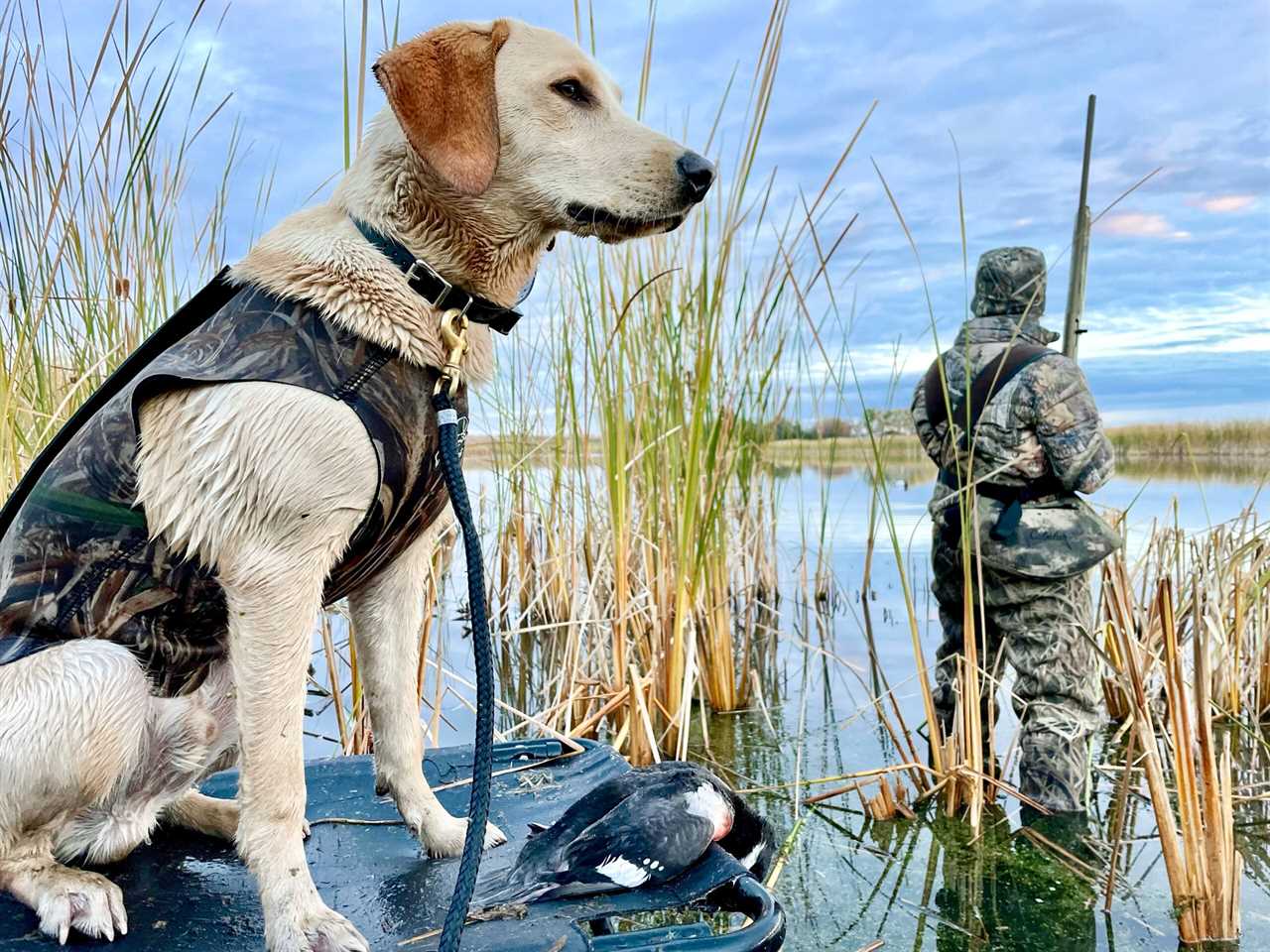 A yellow Lab stands on a platform with a duck at his feet.