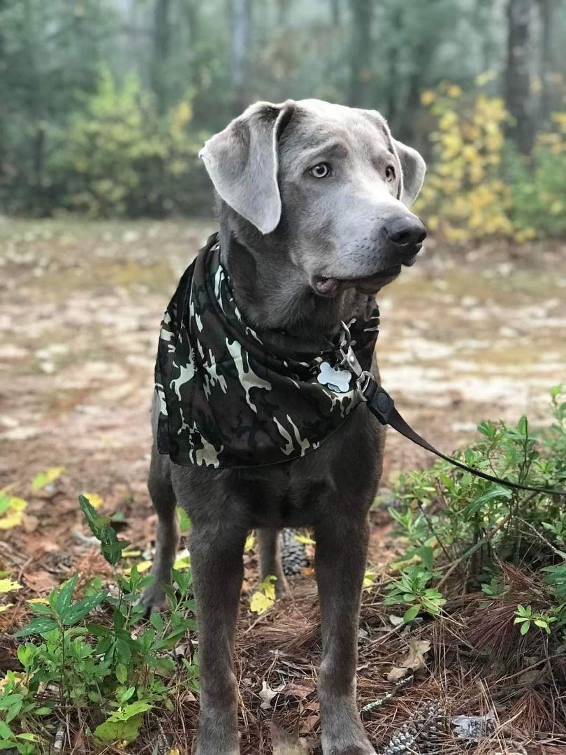 Silver Labrador retriever