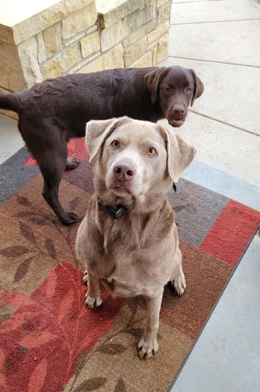 champagne Labrador retriever