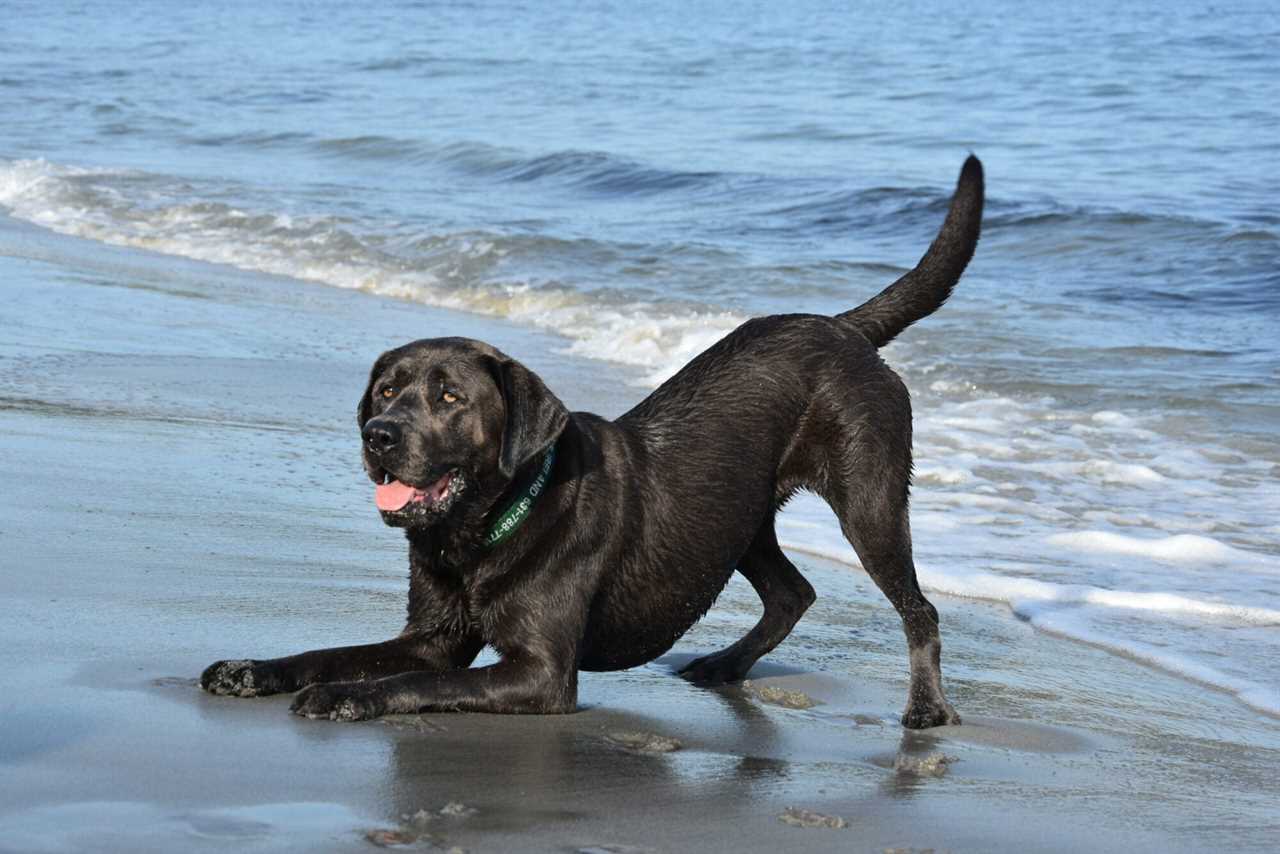 charcoal labrador retriever