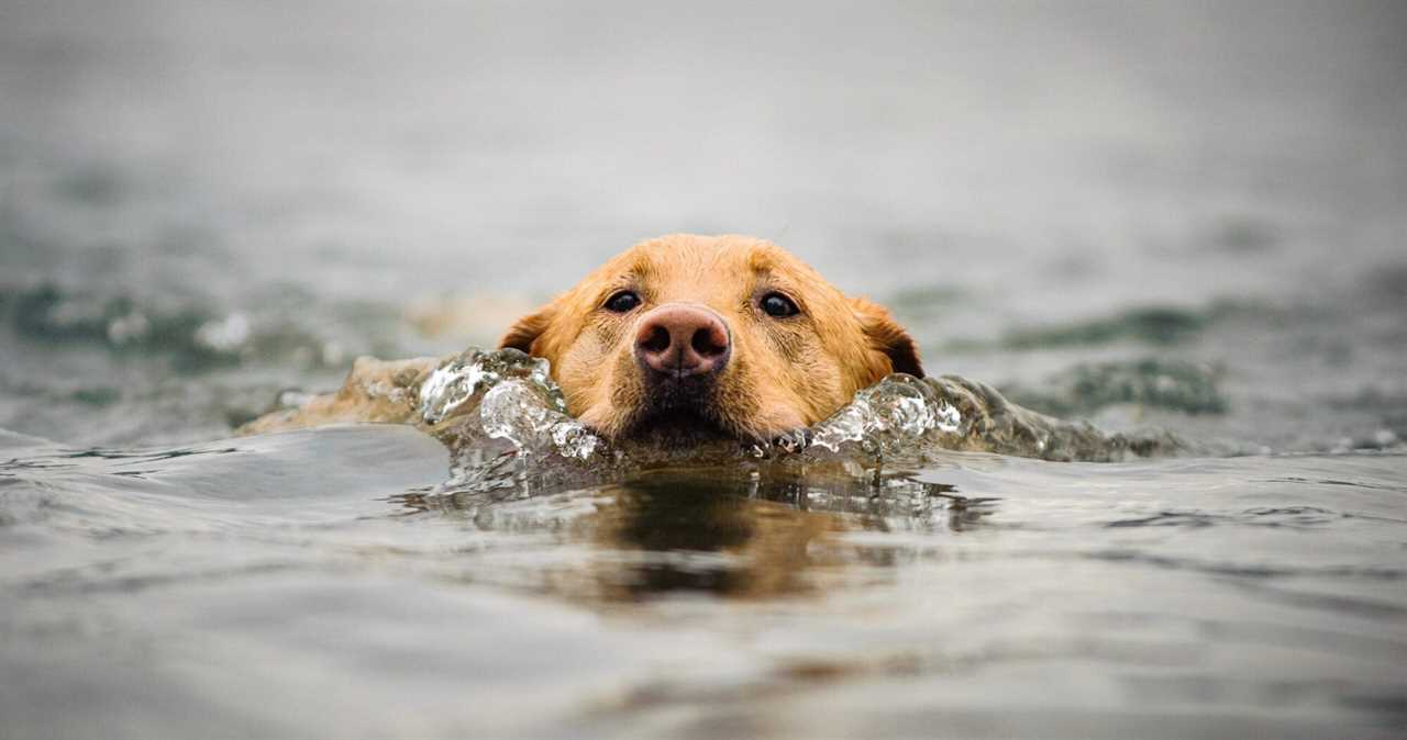 fox red labrador retriever in water