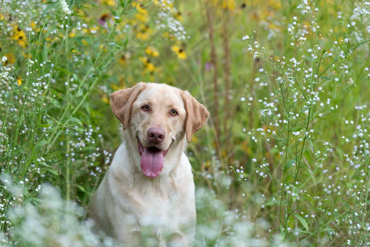 A yellow Lab with a pink nose, lips and eyes.