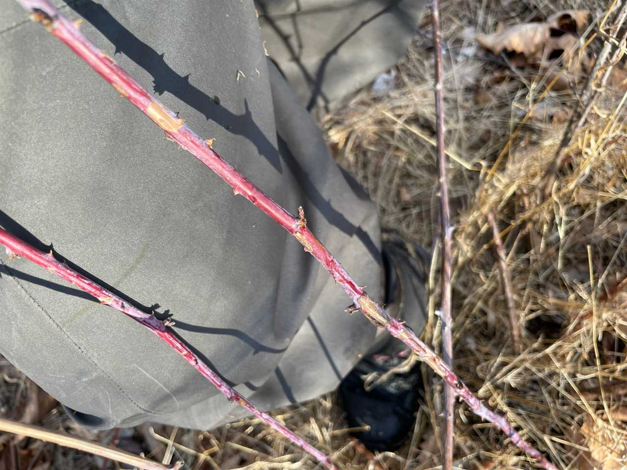 The author tested the Simms g3 waders in thorny brush.