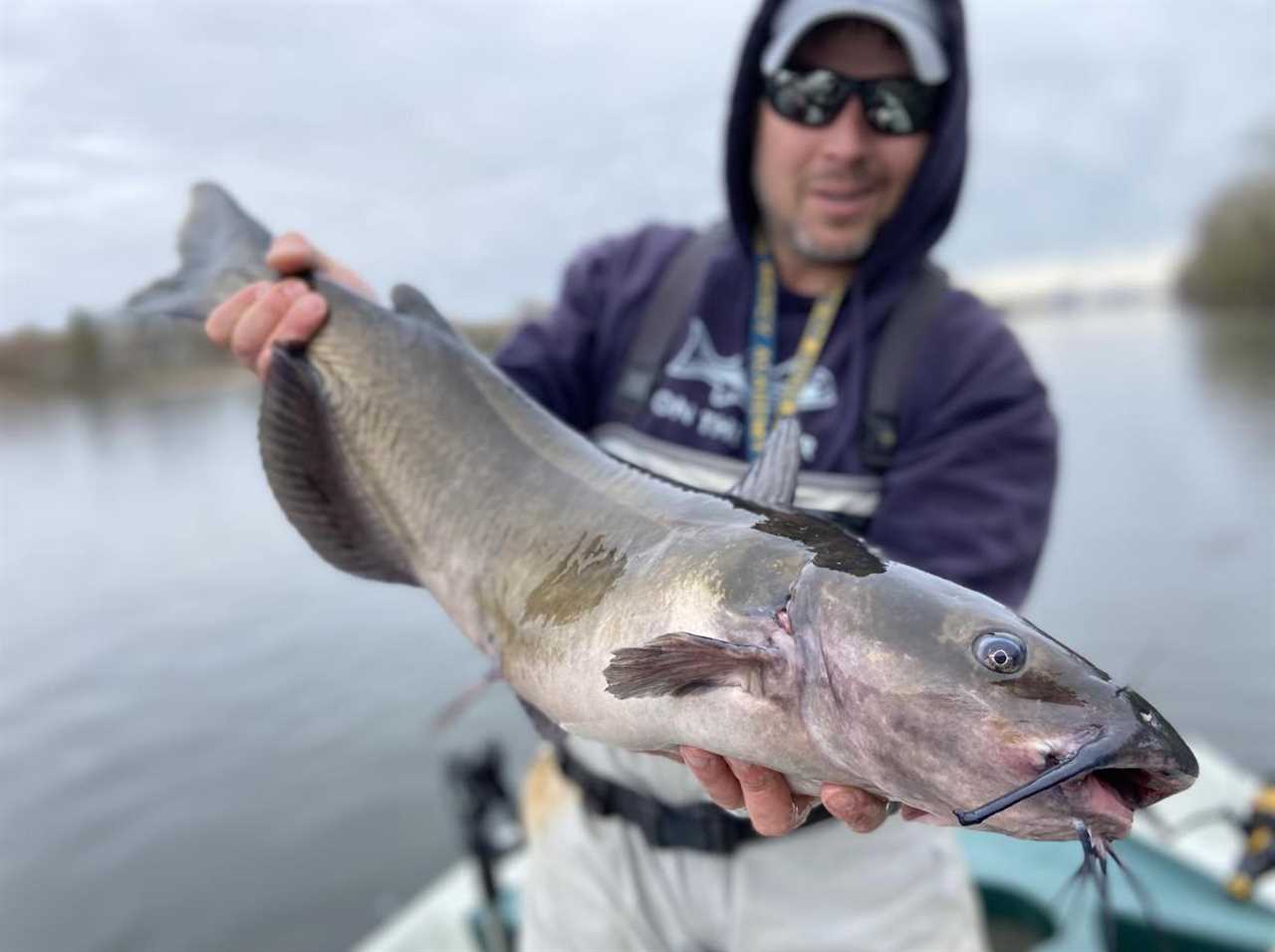 channel catfish