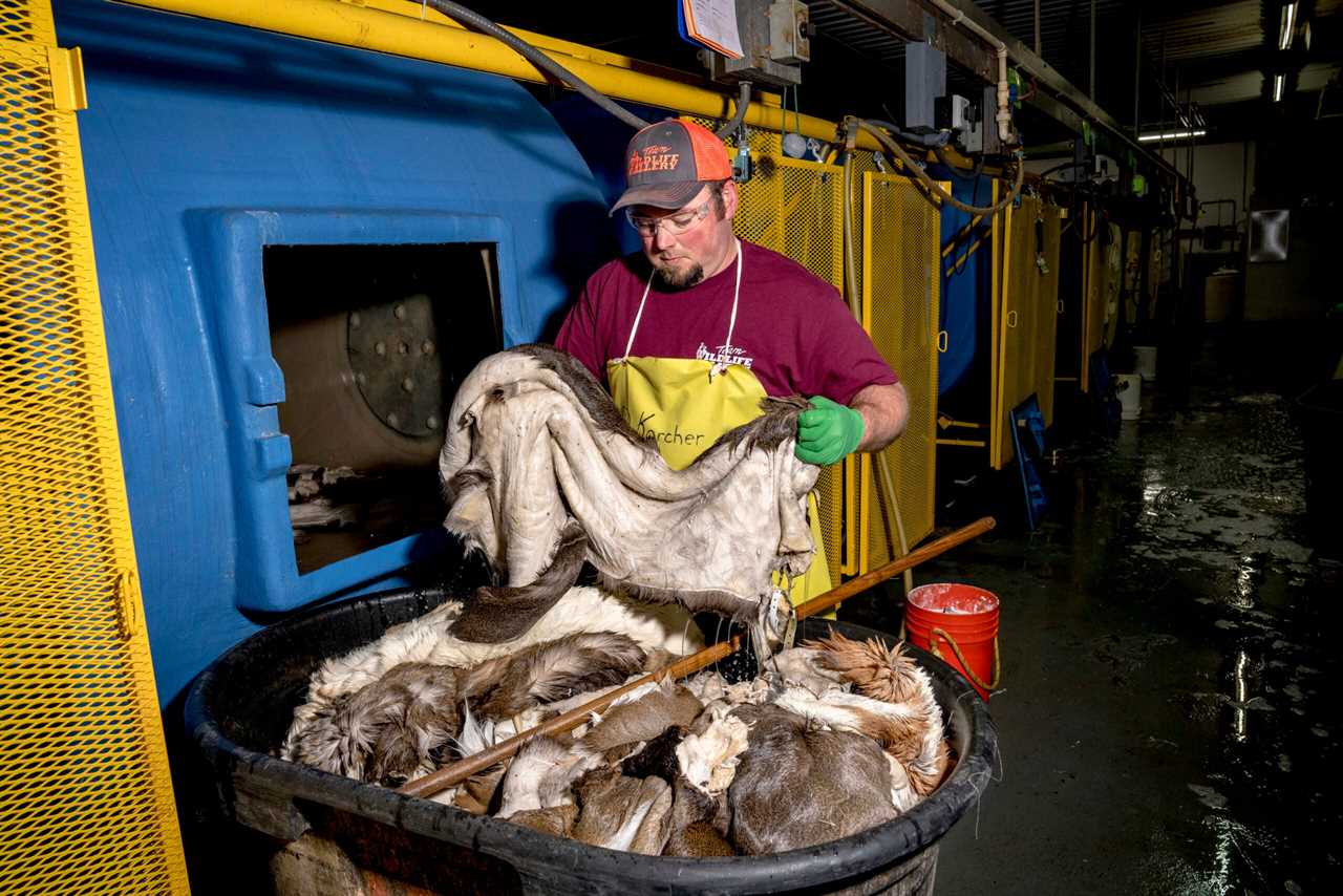 A tannery worker pulls hides from a pickling drum.