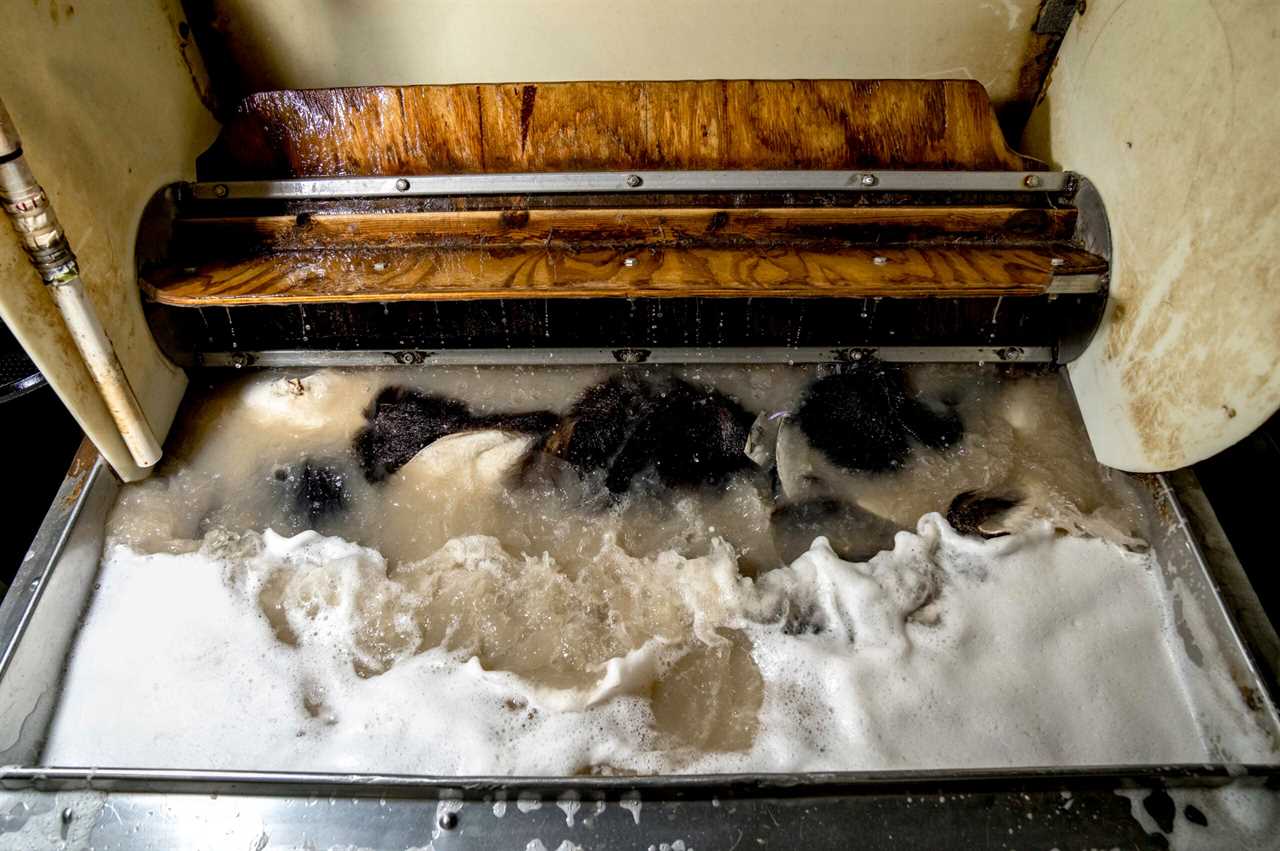 Bear hides getting washed at a tannery.