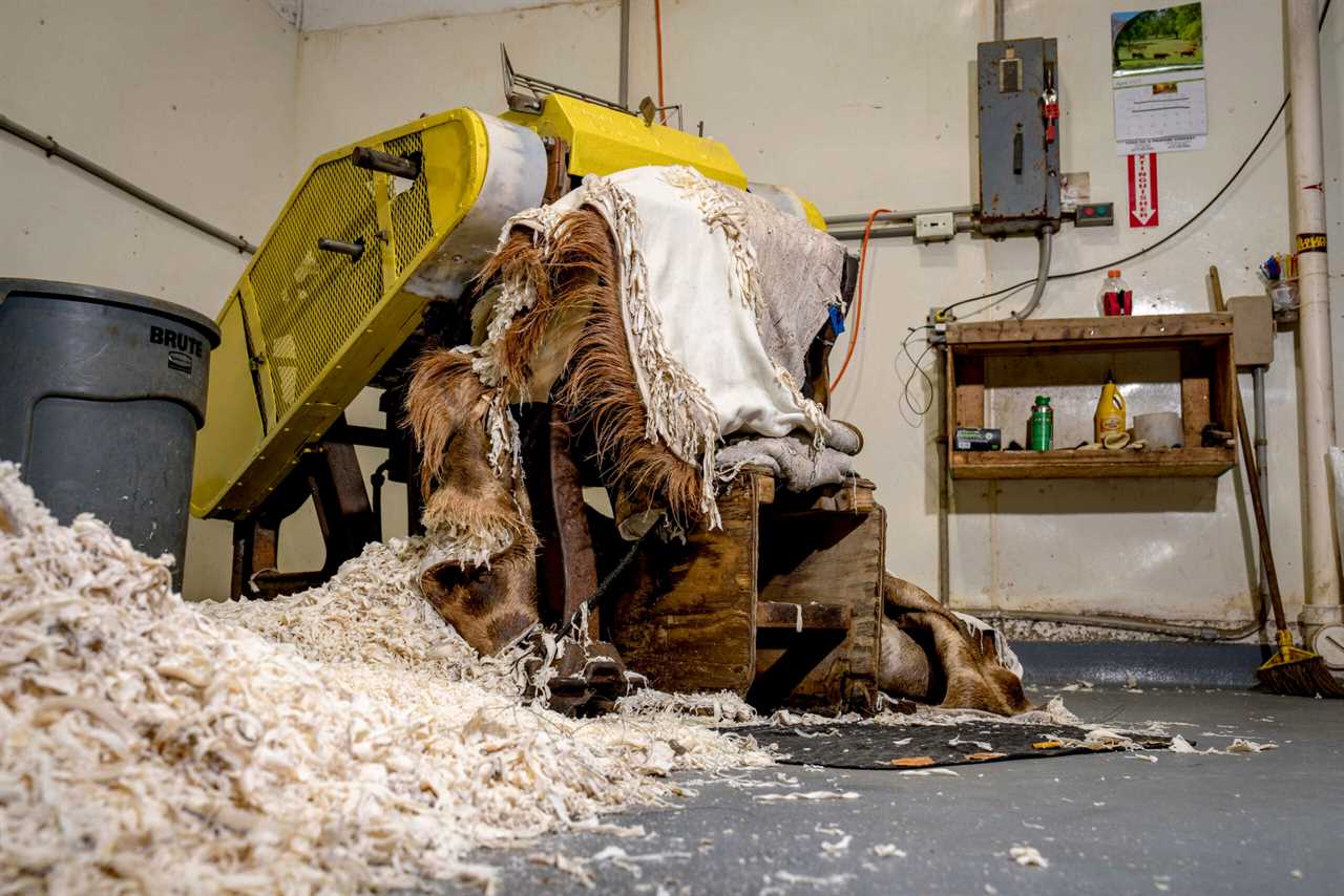 A giraffe hide at a tannery.