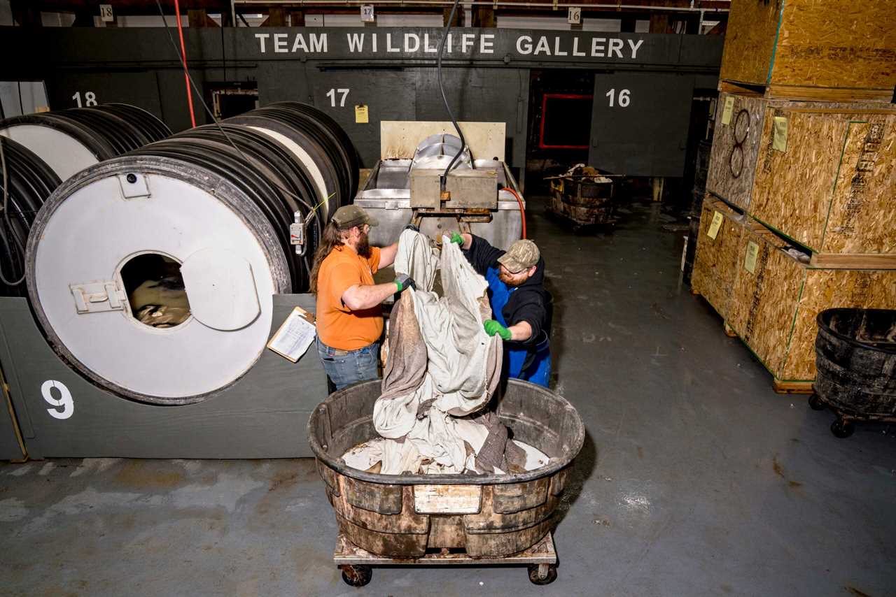 Rhino hides being pulled from a tanning solution.