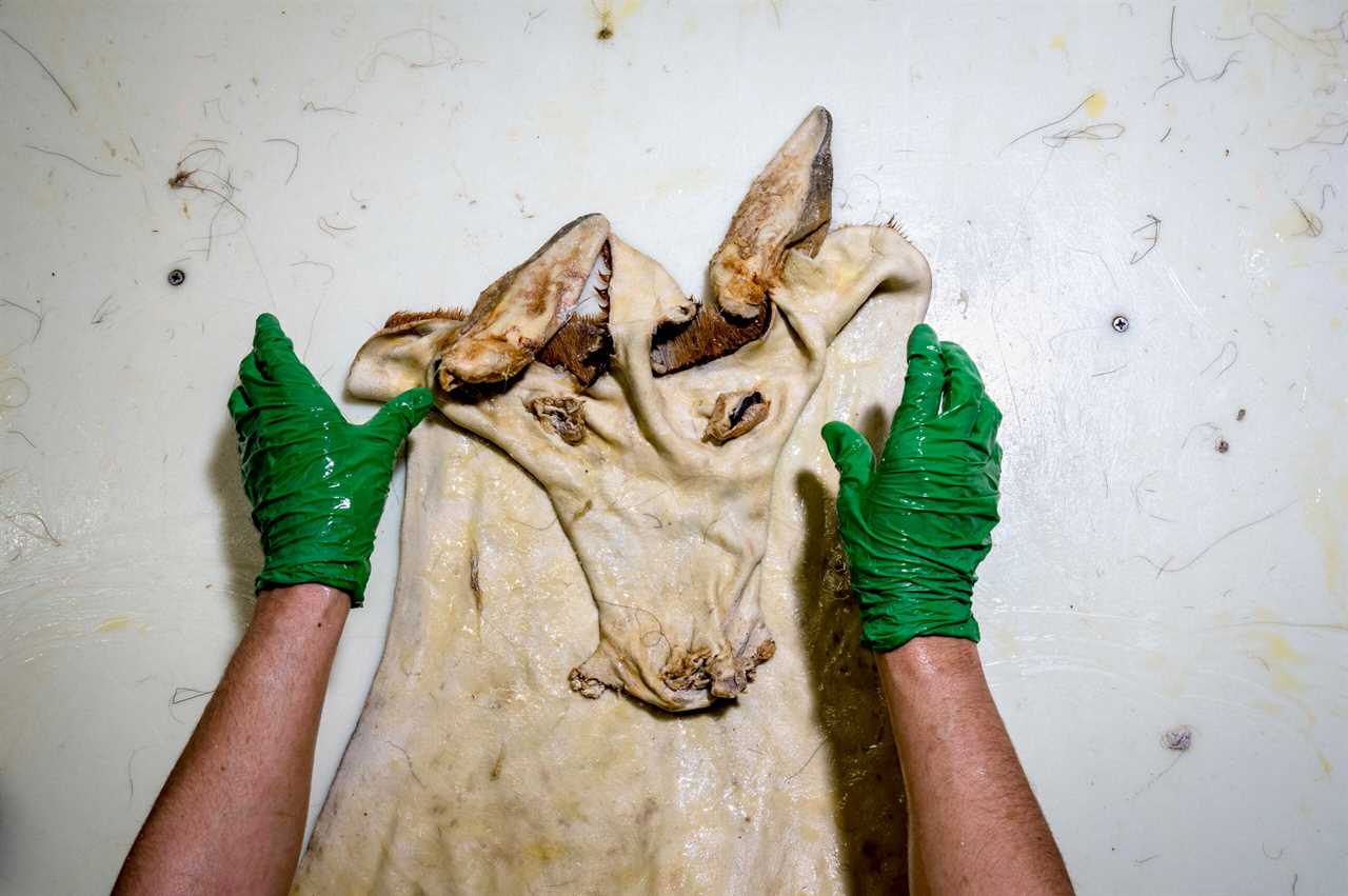 Oiling a hide at a tannery.