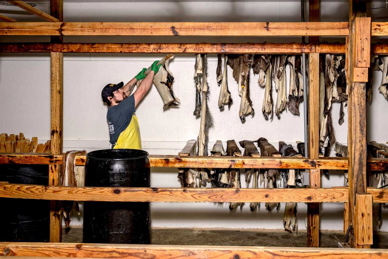 Hanging oiled hides in a drying rack at a tannery.