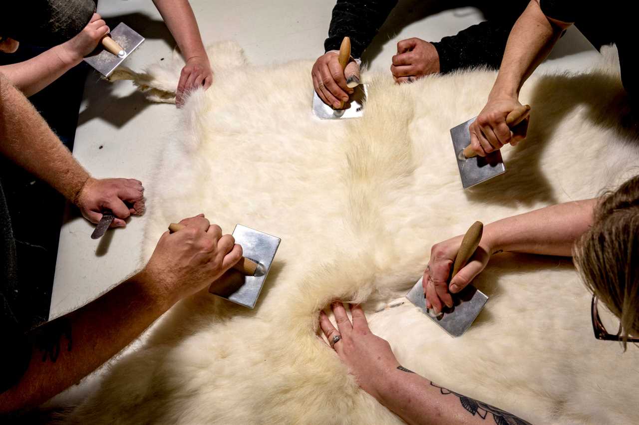 Hands comb a mountain goat hide.