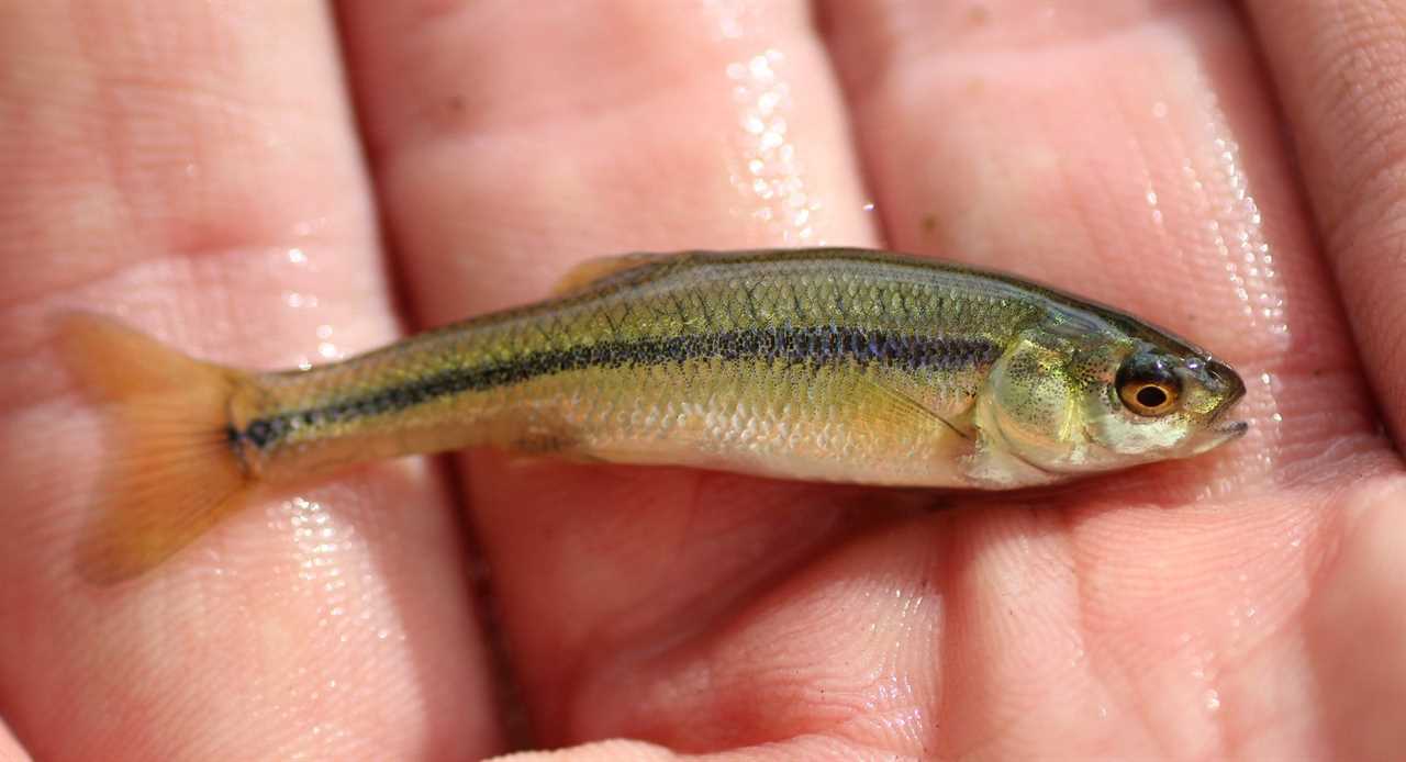 minnesota minnow 2