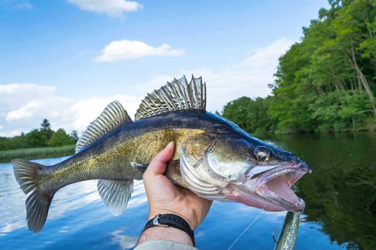 minnesota minnows 4