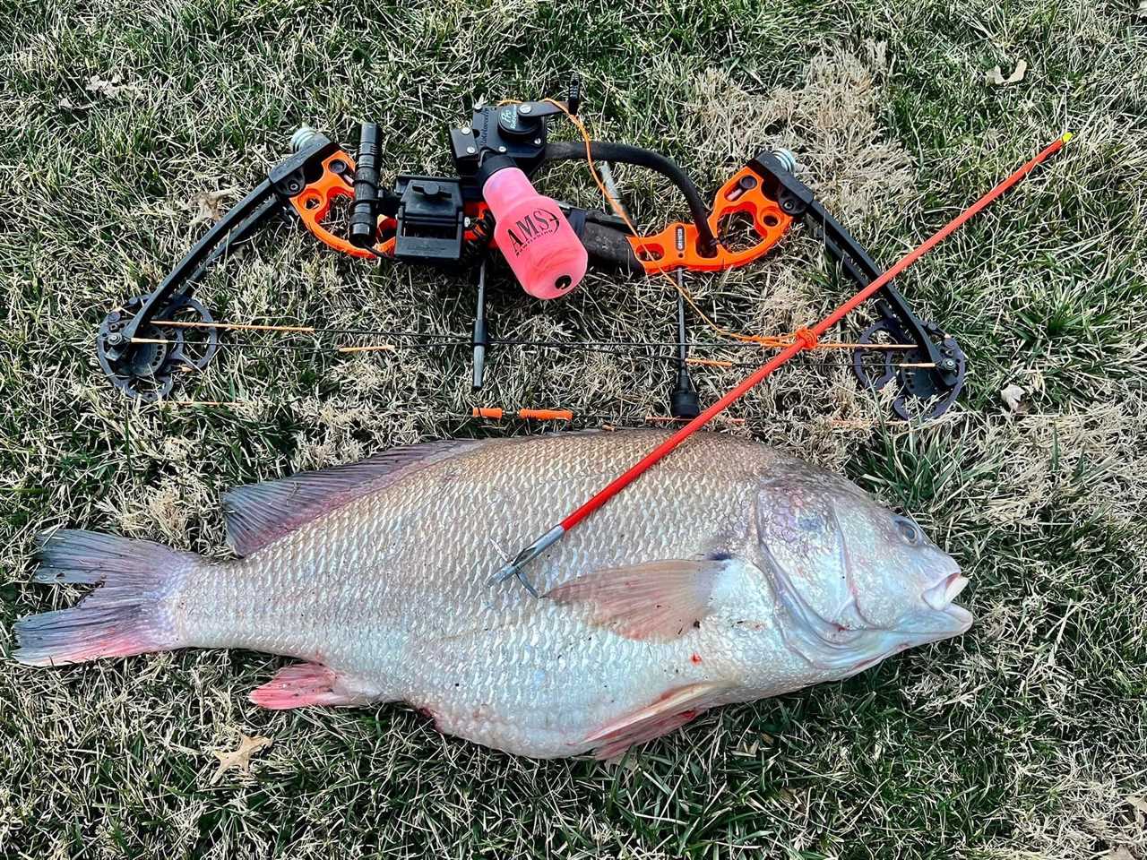 illinois bowfishing record freshwater drum 2