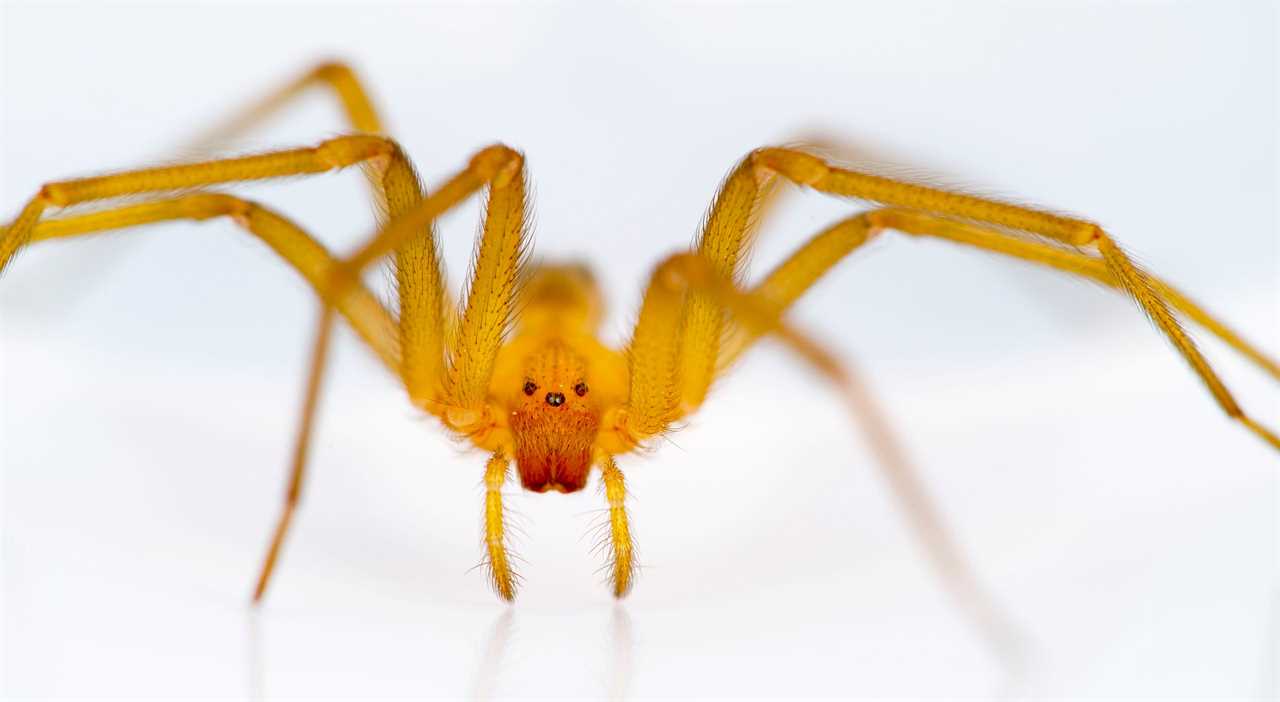 chilean recluse spider