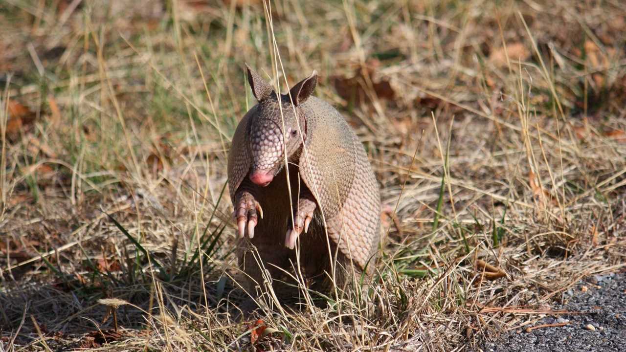 Armadillos expanding range