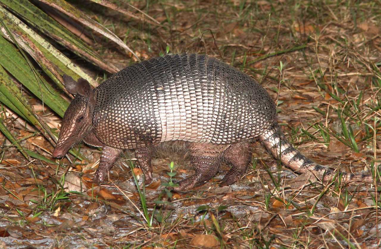 armadillo in florida