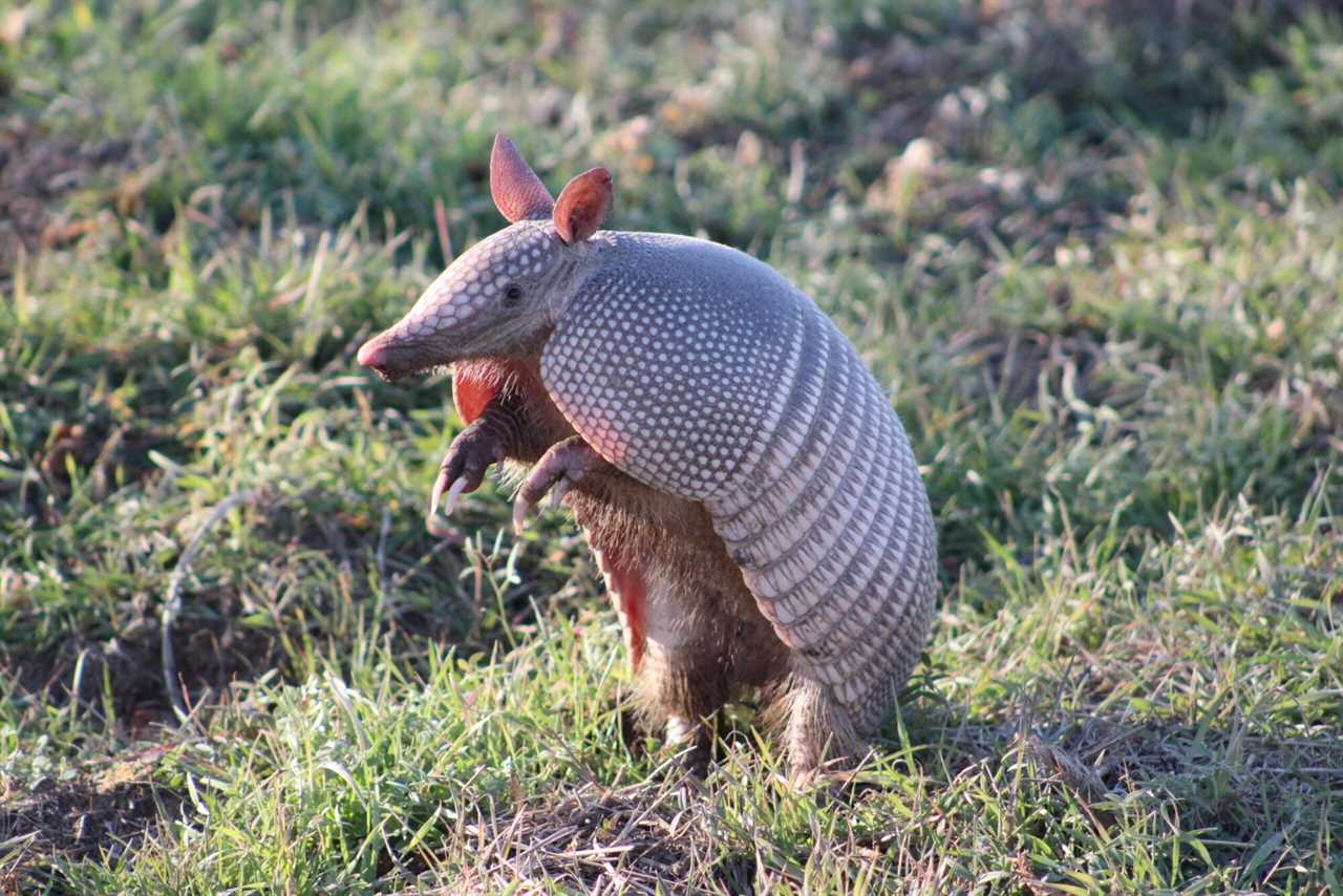 armadillo standing on hind legs