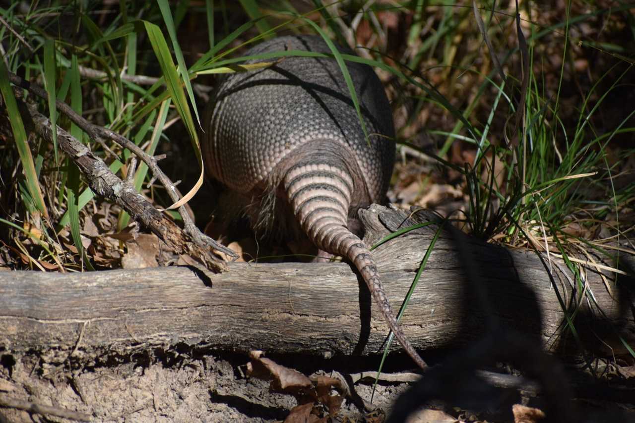 armadillo running away