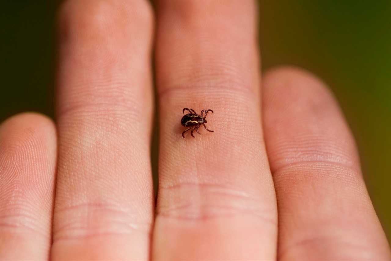 how to remove a tick