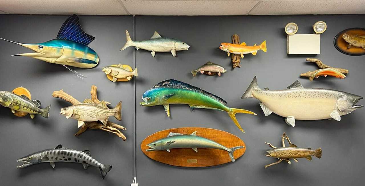 Fish taxidermy mounted in various ways on a gray wall.