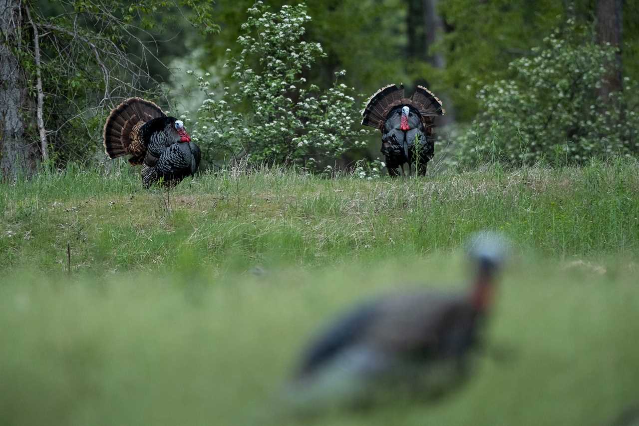 strutting turkeys