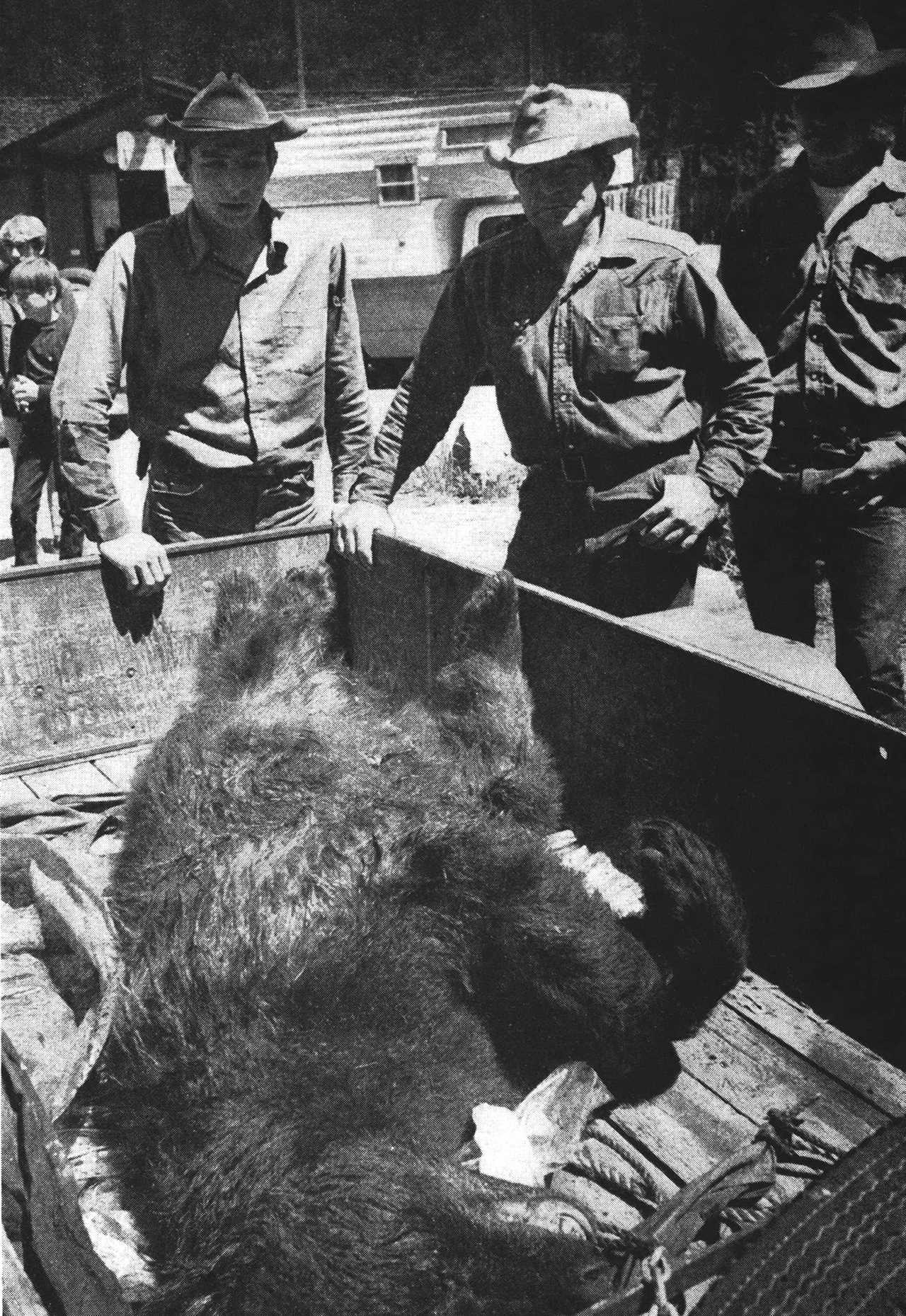 Three men surround truck with dead bear.