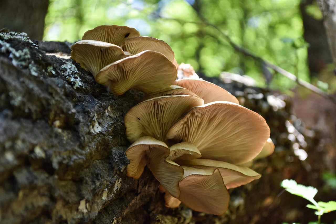 types of edible mushrooms oyster mushrooms