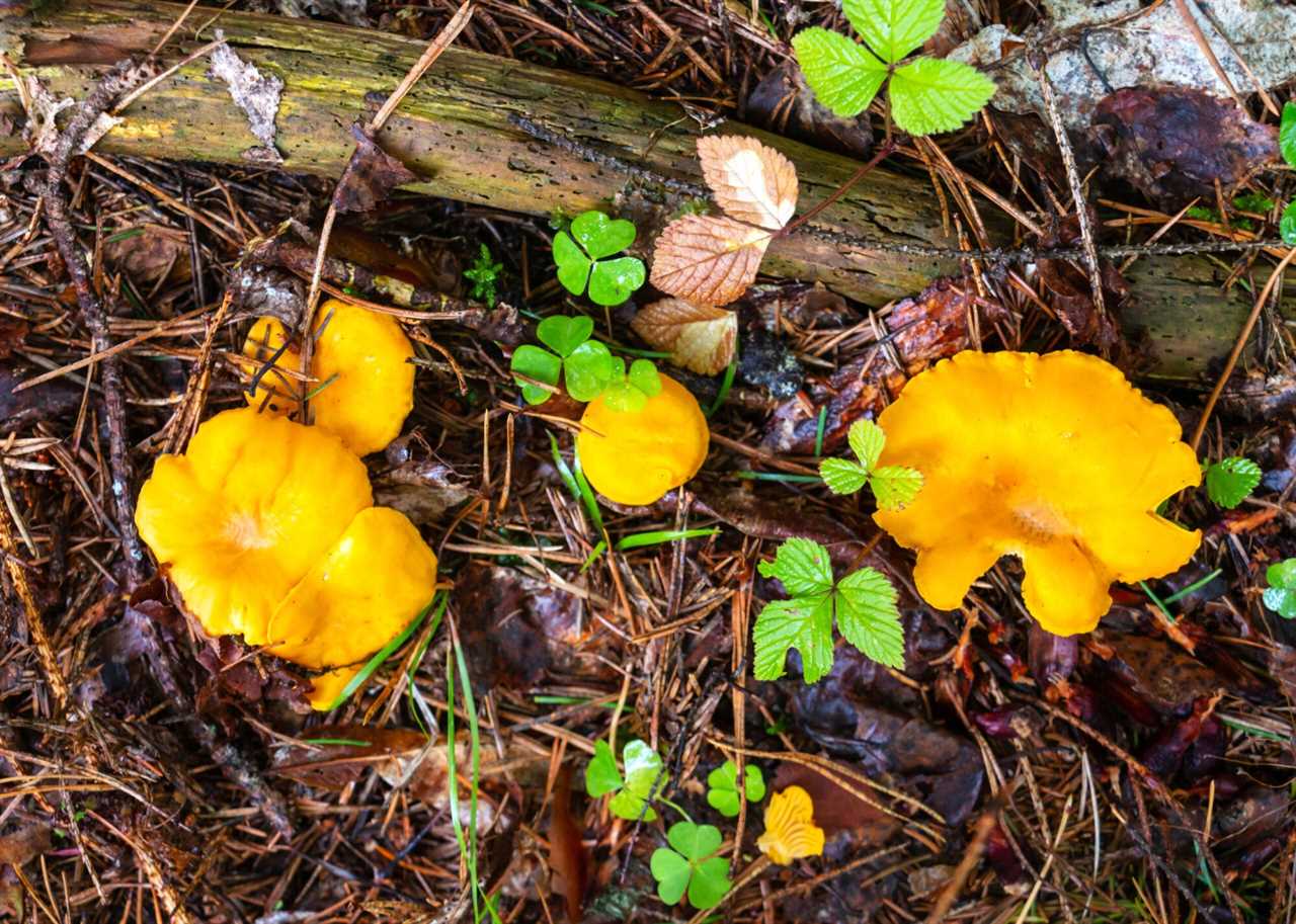 chanterelles growing near log