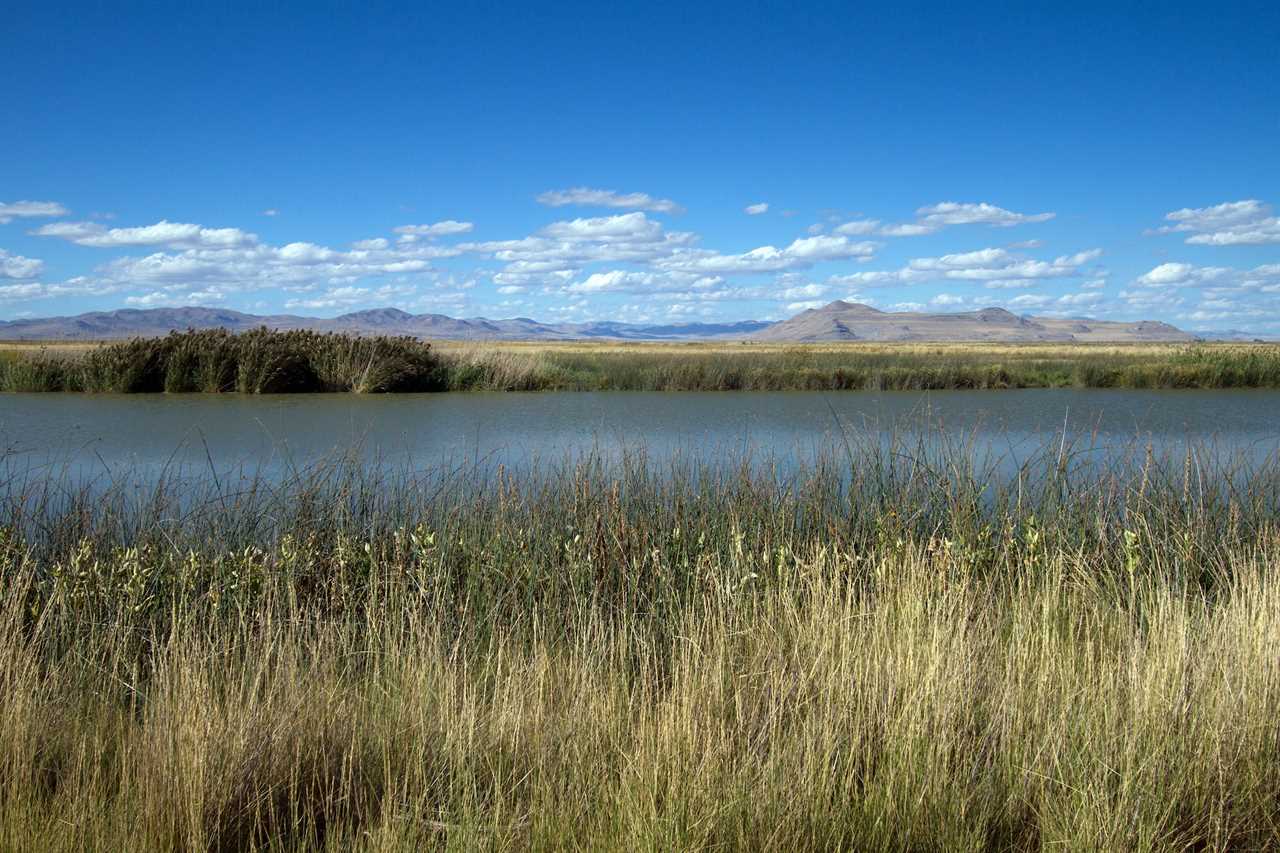 utah swan hunting proposal 3