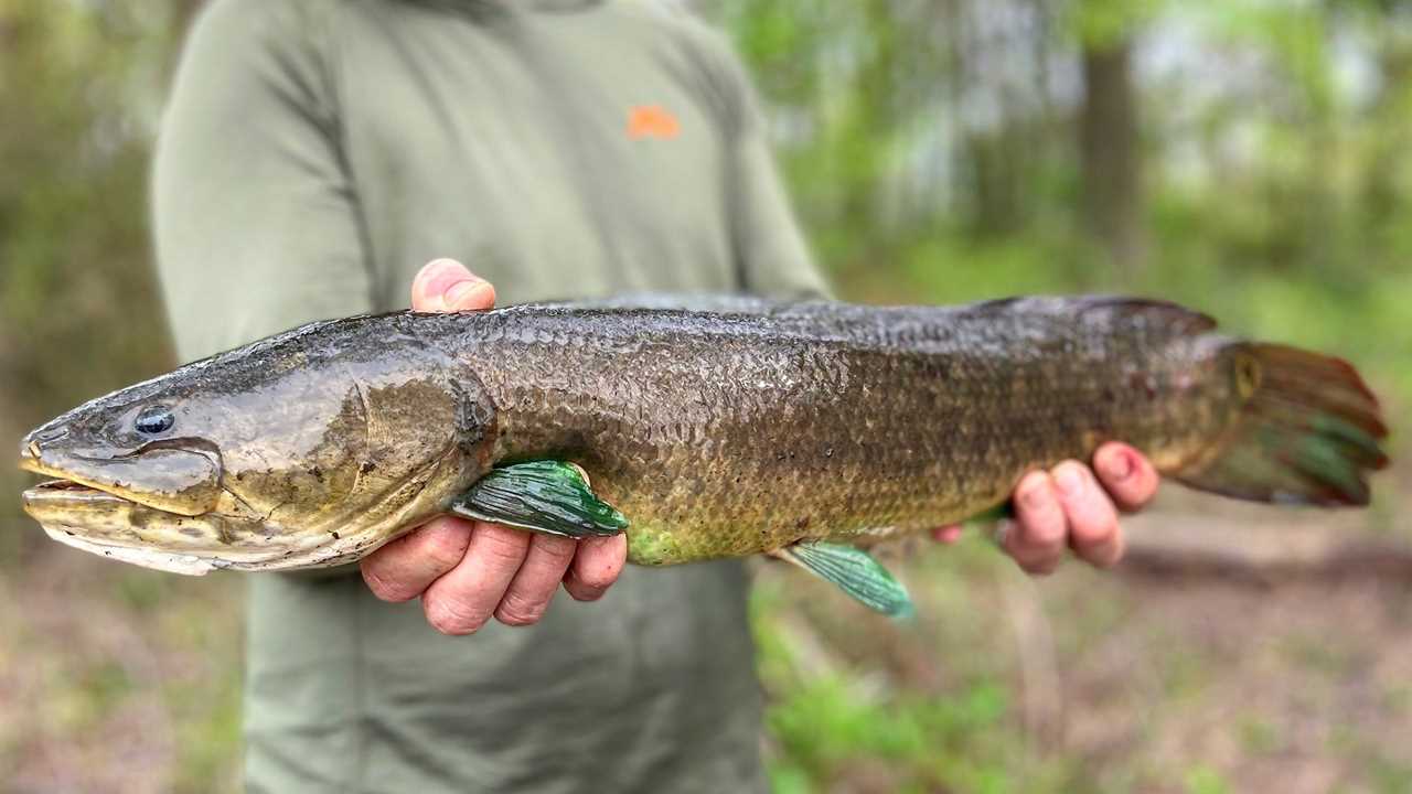 angler holding bowfin