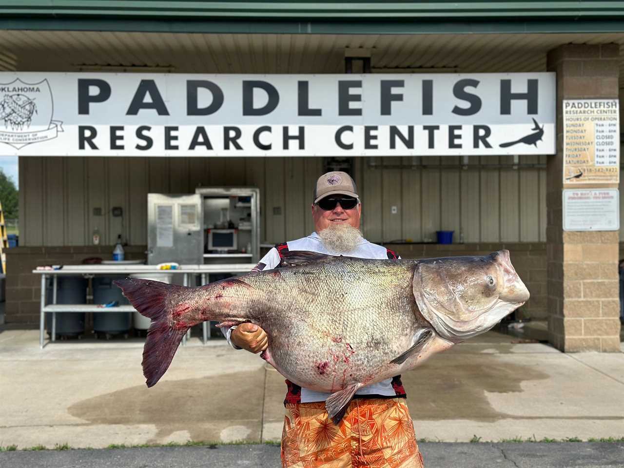 An invasive bighead carp.