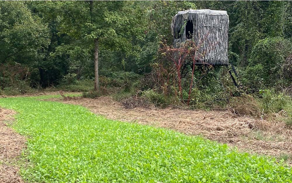 Food plot