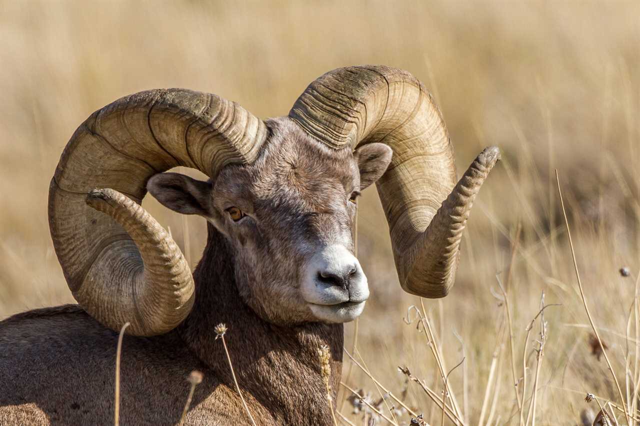 A full curl bighorn ram in Montana