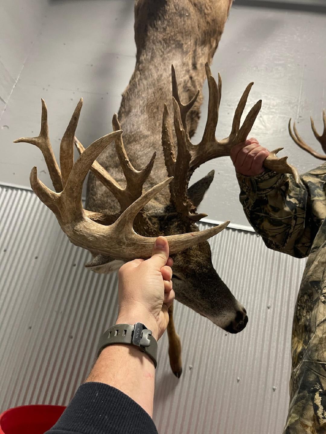 A giant buck hanging from a skinning shed.