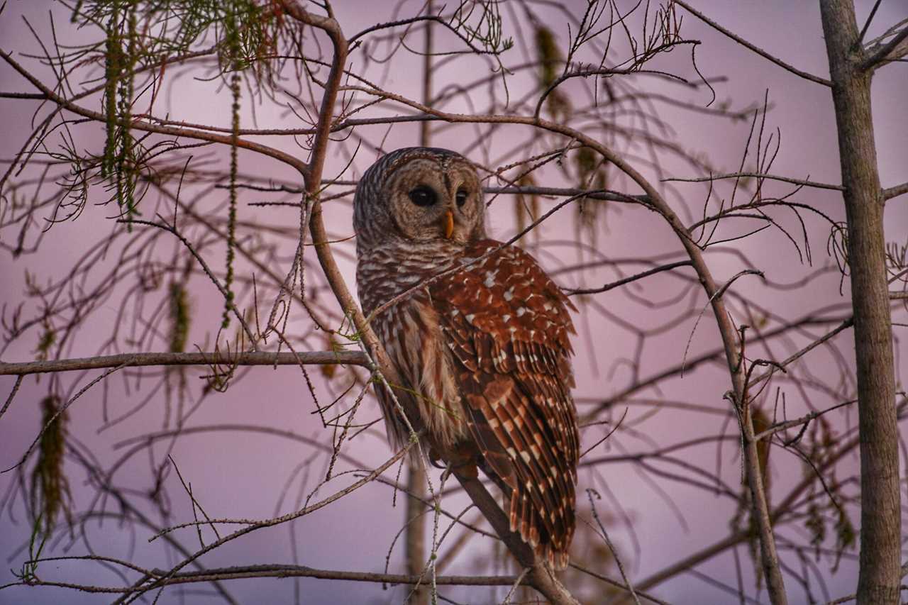 why do turkeys gobble at owls