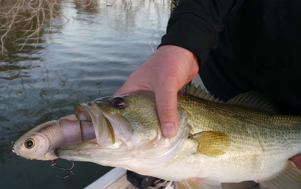 A hand holding a fish with a swibait in its mouth