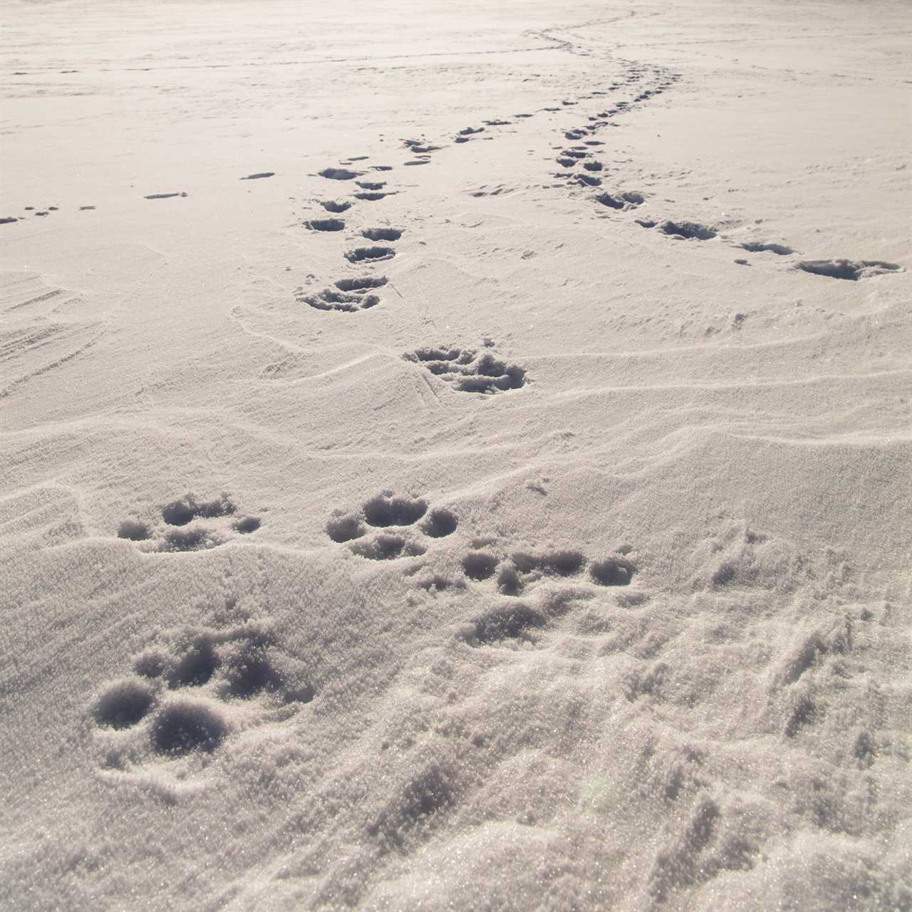 Wolf tracks in the snow.