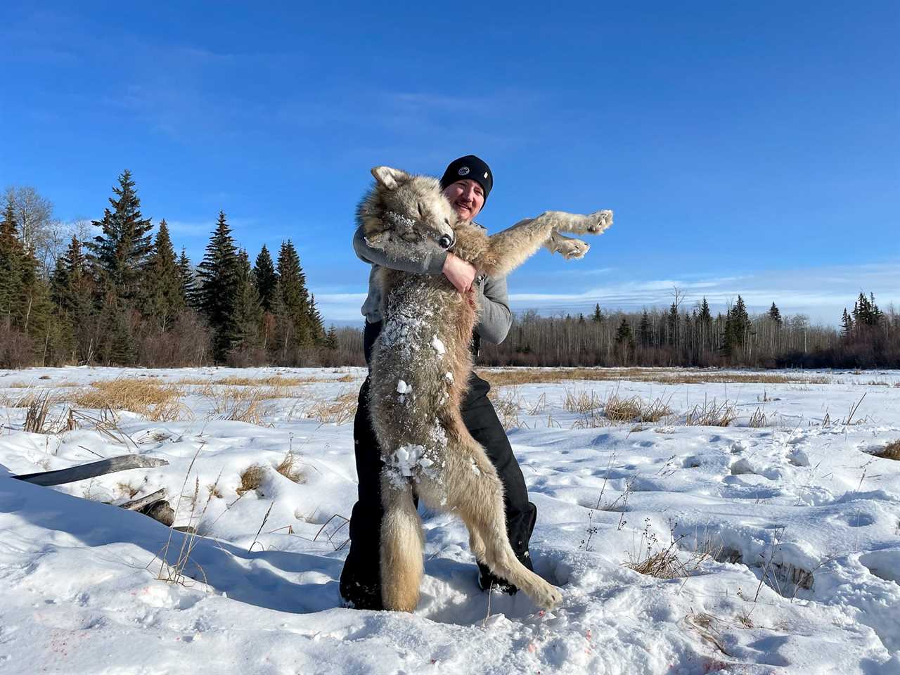 A hunter hoists his gray wolf off the snowy ground in Alberta.