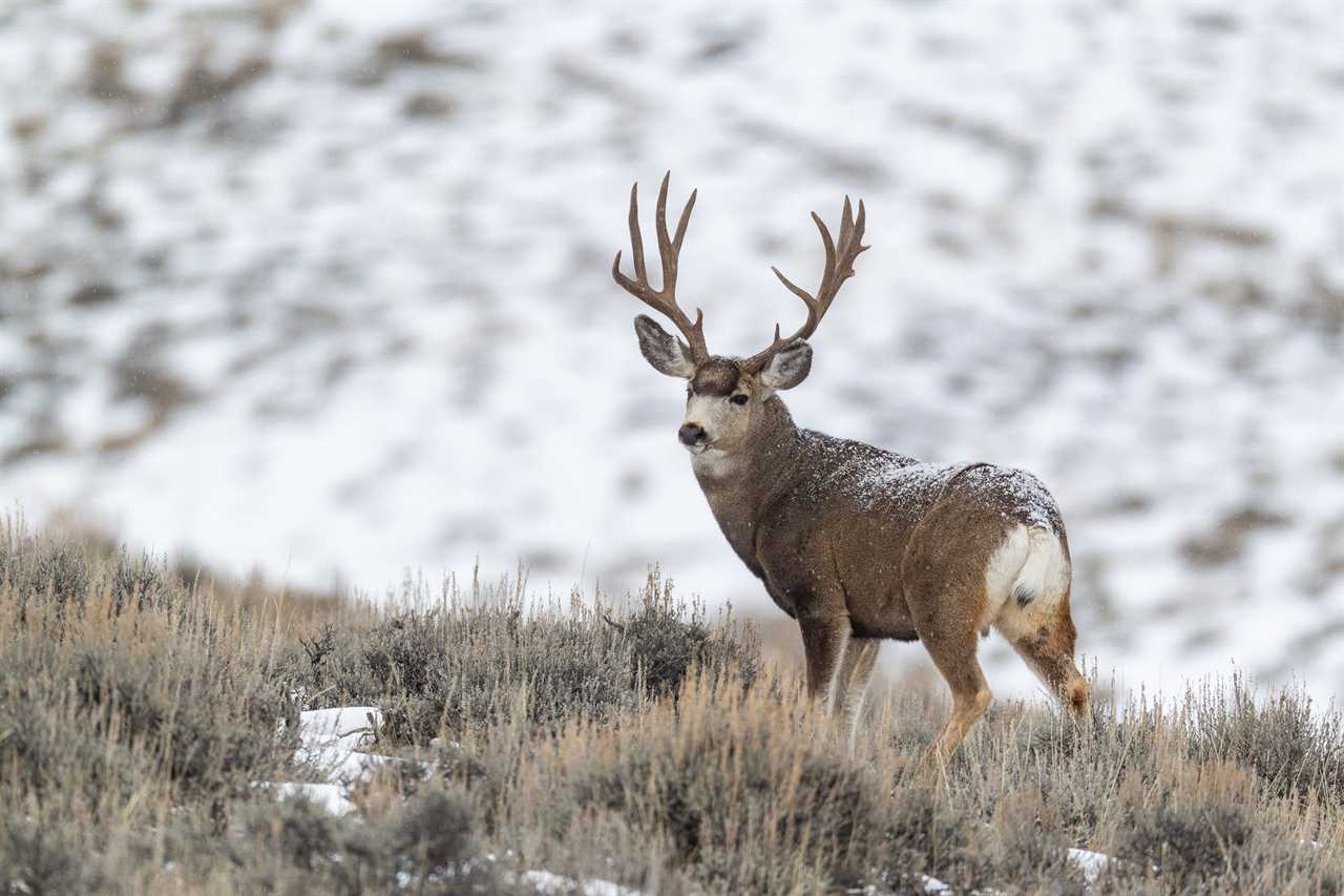 mule deer buck winter